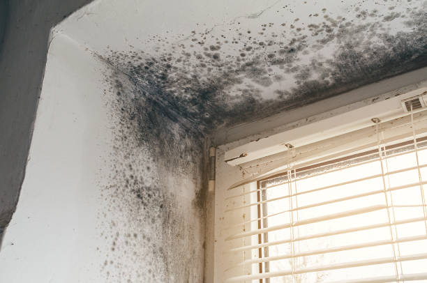 Affordable Mold Cleanup solutions in Warriors Mark, PA